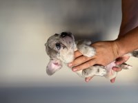 French Bulldog Yavrularımız Yeni Ailelerini Arıyorlar