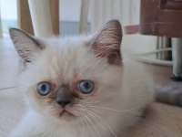 2 aylık erkek blue point yavrumuz yeni yuvasını arıyor