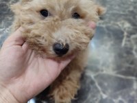 Toy poodle