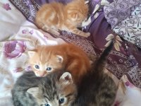 Yavru Kediler Yuva Bekliyor