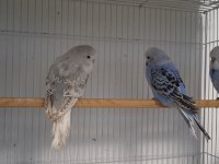 Jumbo ve Çek Muhabbet Kuşu Yavruları