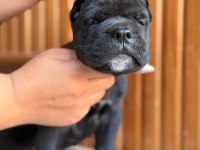 Üst Kalite Cane Corso Yavrular