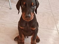 A scrli anne ve babadan üst düzeyde dobermanlar