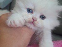 Muhteşem british longhair erkek bebek