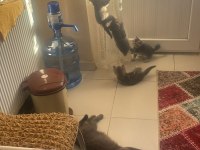 YAVRU KEDİLERİMİZ - ANNE RUS BABA SCOTTİSH FOLD
