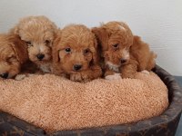 MALTİPOO YAVRU