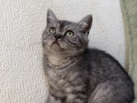 Anne Altından Kurt Adam Erkek Oyuncu British Shorthair