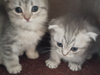 Scottish Fold Yavru Kedi Mama Ve Kum Eğitimi Tamamlandı