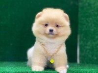 Blacks Petshop Garantisiyle Pomeranian Boo Yavrularımız