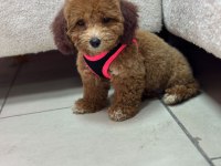 TUVALET EGITIMLI DISI POODLE YAVRUMUZ