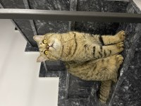 BRİTİSH SHORTHAİR 4,5 AYLIK 9 AYLIK BURSA