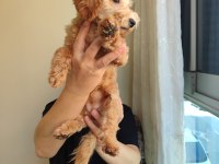 5 aylık dişi poodle