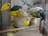 Üreticiden mutasyon sevda cennet papağanları