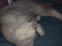 Satılık 10 aylık erkek gri/beyaz british shorthair