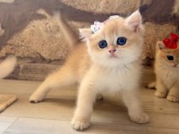 Saf Kan Golden British Shorthair Yavrular (Wcf kayıtlı)