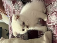 Yeni Yavru Scottish Fold Tuvalet Eğitimli