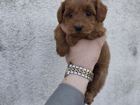 Boy Kilo Garantili Maltipoo Yavrular İzmit