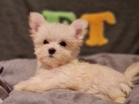 Orjinal Teacup Morkie Yavrularımız