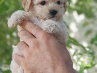 Minik dostunuz toy poodle