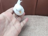 YAVRU MUHABBET KUŞU BULUNUR.