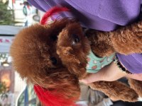 10 Aylık Dişi Ayı Surat Kore Toy Poodle
