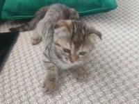 Scottish Fold 2 Aylık Dişi Kısır Değil
