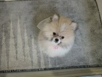 Minyatür Pomeranian Boo
