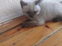 Kedilerimizi sahiplendirme
