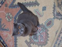 Scottish fold 15 aylık erkek