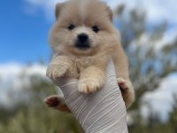 Pomeranian boo köpeğimiz