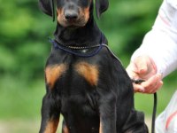 Silahtan Daha Etkili Dobermanlar