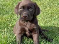 Kahve tüyleri iri patileriyle gerçek Labrador Retriever