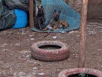 Belgian malinois ve hollanda dutc yavrular