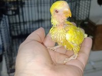 Uyguna çift muhabbet kuşları