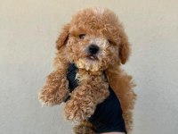 Toy poodle köpekler