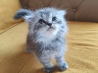 BRİTİSH LONGHAİR BEBİŞLER