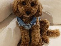 Orjinal toy poodle yavruları kendi köpeğimin yavrusu