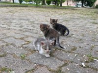 Üç tane yavru tekir acil olarak yuva arıyoruz