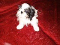 Terrier her renk uygun