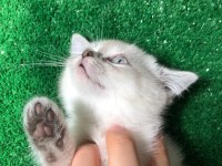 Pamuk tüylü blue point scottish fold