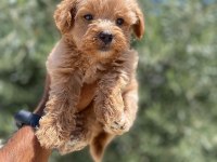 Tea cup f 1 maltipoo bebekler