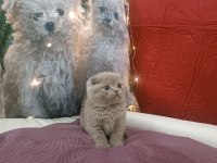 Scottish fold LİLAC yavrumuz