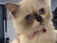 Pofidik chinchilla pandamıza yuva arıyoruz