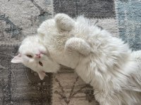 Chinchilla Erkek Kedi