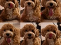 1 yaşında tuvalet eğitimli sütlü karamel renk maltipoo