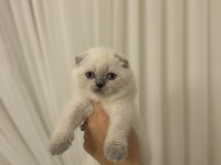 SCOTTISH FOLD BLUE POİNT YAVRULARIM