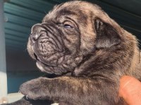 Dev Gibi Cane Corso Yavruları