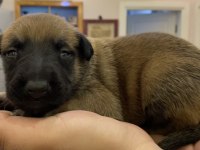 FCI Şecere Malinois