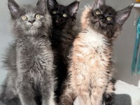 Tescilli en büyük maine coon KOR UN yavruları