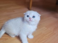 Muhteşem scottish fold yavrular